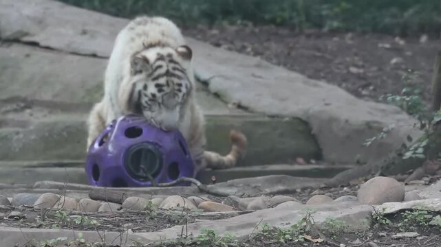 White Tiger at Play with Enrichment Ball, White Tiger (Panthera tigris, leucistic)