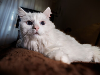 Close-up portrait of a white long-haired cat with striking blue eyes