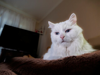 Majestic White Cat with Blue Eyes Low Angle Portrait Indoors