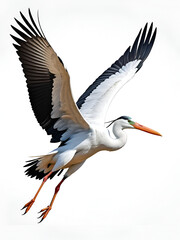 Obraz premium Vector of a flying stork on white background.