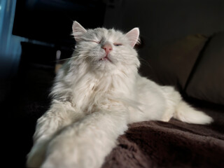 Blissful White Fluffy Cat Enjoying Sunlight Indoors with Closed Eyes