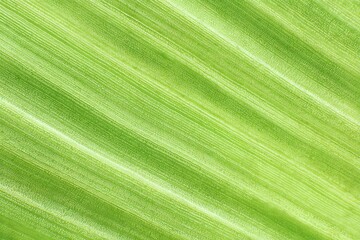 Close up of a vibrant green banana leaf, showing its natural patterns and textures