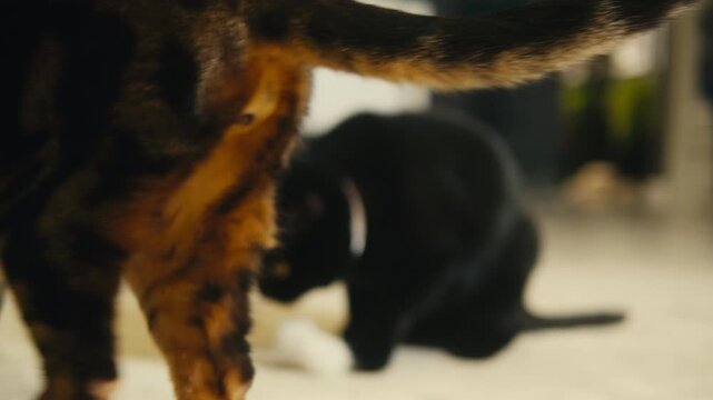 Cat shelter, home for pets, Adoption center, rescue for the animals, woman is distributing food to a group of cats in a shelter