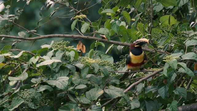 Chestnut-eared Aracari (Pteroglossus castanotis) perched in tropical rainforest foliage