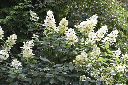 Hydrangea paniculata grandiflora close up in garden