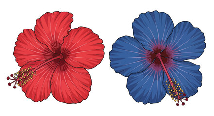 Two vibrant hibiscus flowers one red and one blue are displayed © Sumon