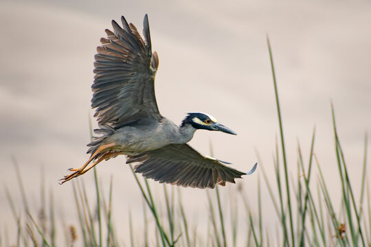 Night-Heron captured mid-flight over a wetland. It is in a dynamic soaring pose with wings fully spread, neck tucked in typical heron style, long yellow-orange legs and feet trailing behind.