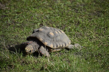 Red footed tortoise also known as coal tortoise in green grass