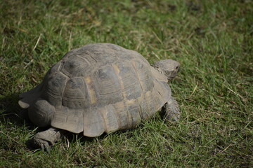 Fototapeta premium Land tortoise also known as Mediterranean tortoise in green grass