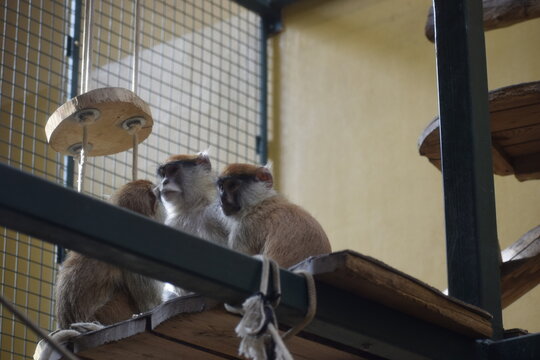 Patas monkeys or hussar monkeys in natural habitat
