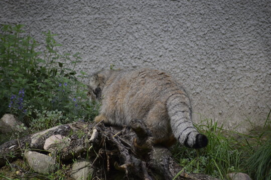 Pallas cat or manul in natural habitat