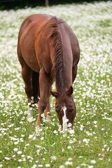 Sch&ouml;nes Pferd grast friedlich in einer bl&uuml;henden Margeritenwiese