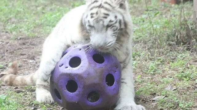 White Tiger at Play with Enrichment Ball, White Tiger (Panthera tigris, leucistic)