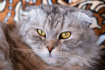Naklejka premium Gray Cat Lying On Sofa Outside