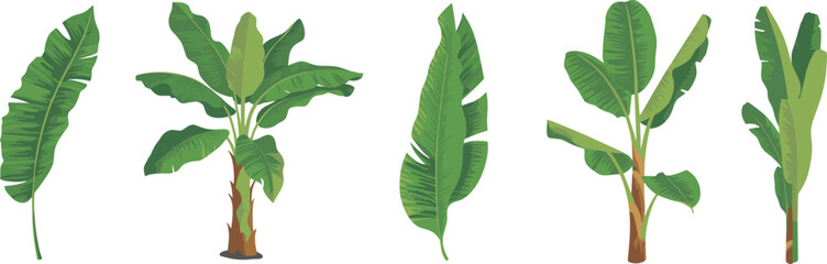 Tropical banana tree and green palm leaf collection featuring isolated exotic plants, botanical elements, jungle foliage, and summer nature icons for garden design. © Sujay