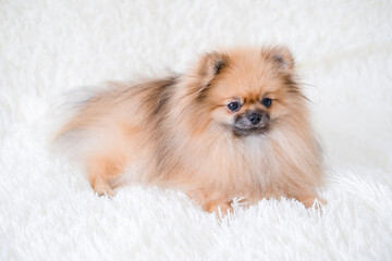 Fototapeta premium A small Pameranian Spitz is lying on the sofa