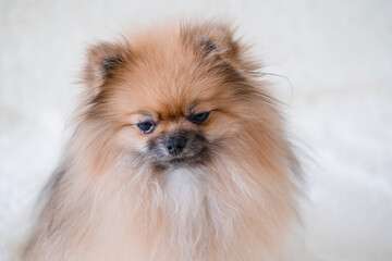 Obraz premium A small Pameranian Spitz is lying on the sofa
