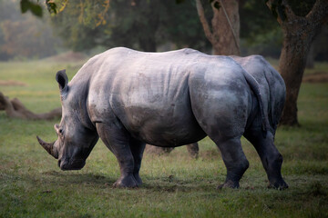 Fototapeta premium White Rhinoceros Grazing After Waking at Dawn in Uganda