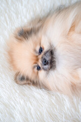 A small Pameranian Spitz is lying on the sofa