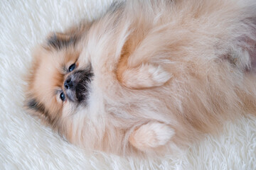 A small Pameranian Spitz is lying on the sofa