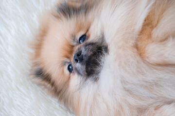 Obraz premium A small Pameranian Spitz is lying on the sofa