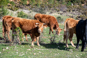 Vacas marrones y toro negro pastando