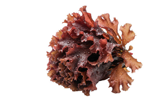a macro shot of fresh, glistening red dulse seaweed, showing leathery frilled leaves in deep crimson and burgundy tones covered in water droplets, isolated against a white background, embodying