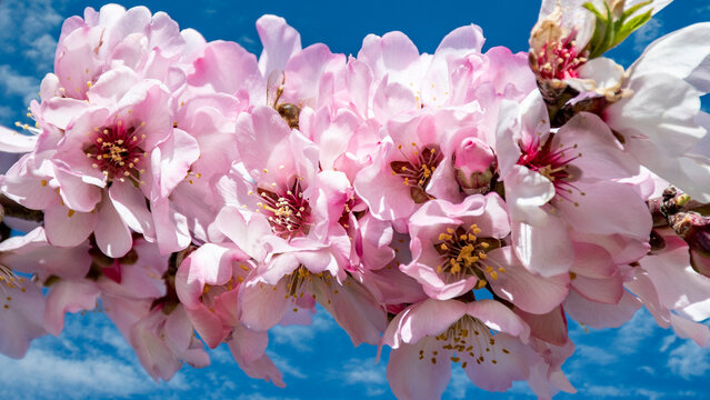 Primer plano, flores rosas de almendro