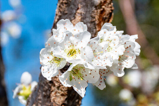 Flor de almendro blanca