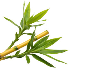 Fototapeta premium two vibrant golden bamboo stalks with rich green leaves and visible veins, isolated on a transparent background with ample copy space, embodying natural simplicity and zen concept