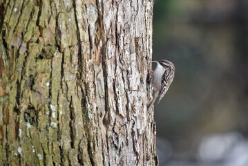 Bauml&auml;ufer an einer Linde