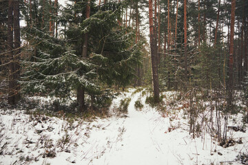 leśna ścieżka,las,zima  © Marcin Łazarczyk