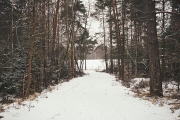 leśna droga,las,zima  © Marcin Łazarczyk
