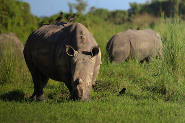 Fototapeta premium White Rhinoceros Grazing at Sunset in a Wildlife Sanctuary in Uganda 