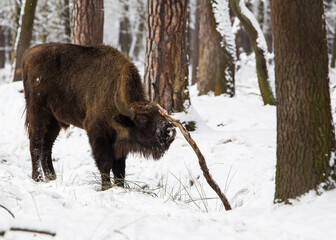 Żubry w starym zimowym pełnym śniegu lesie © kubikactive