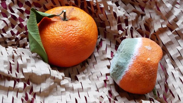 Fresh mandarin orange and spoiled moldy mandarin cut in half, illustrating food spoilage and waste. Citrus fruit with visible mold symbolizing food safety issues, contamination, decay, health risks, a