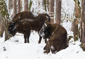 Żubry w starym zimowym pełnym śniegu lesie © kubikactive