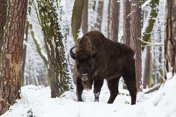Dwa żubry byki walczące ze sobą w zimowym starym lesie © kubikactive