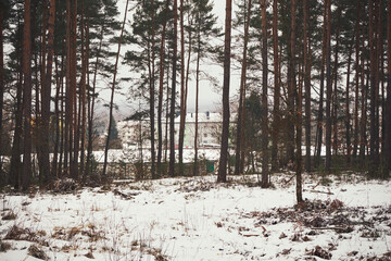 las,zima  © Marcin Łazarczyk