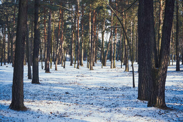 park,drzewa,zima  © Marcin Łazarczyk