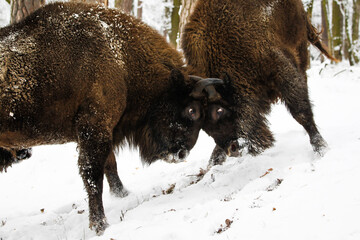 Dwa żubry byki walczące ze sobą w zimowym starym lesie © kubikactive