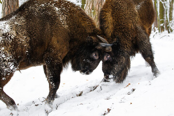 Dwa żubry byki walczące ze sobą w zimowym starym lesie © kubikactive