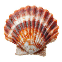 Obraz premium Intricate patterns of a beautifully hued scallop shell