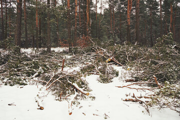 Fototapety na wymiar - Fototapeta24.pl