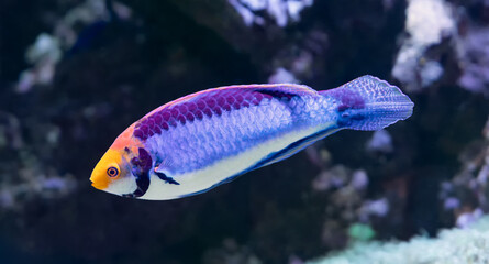 Close-up view of Solor fairy wrasse (Cirrhilabrus aquamarinus)