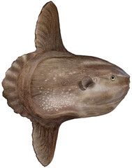 Close-up view of a Ocean sunfish (Mola mola) - isolated on White background