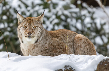 Close up view of an resting Eurasian lynx (Lynx lynx) in winter times
