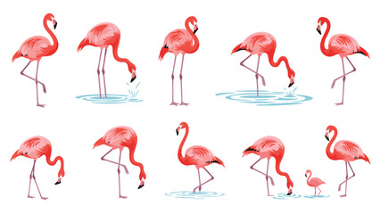Pink flamingos in different natural poses including standing on one leg and drinking water from a pond in a clean illustration.