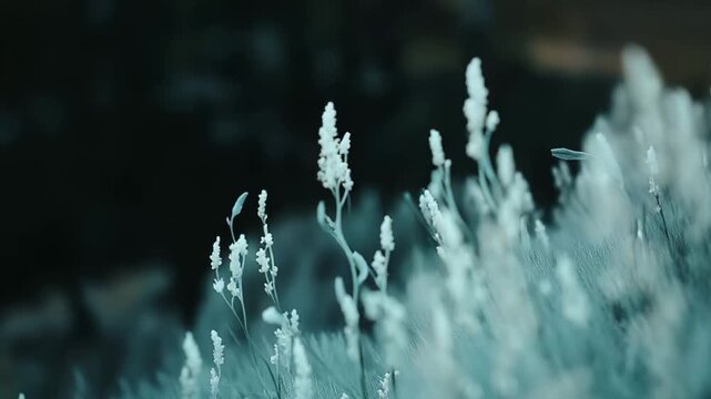 Delicate white wildflowers are flourishing in a natural outdoor meadow, creating a tranquil and ethereal atmosphere with softly blurred teal and dark green foliage in the background during the day