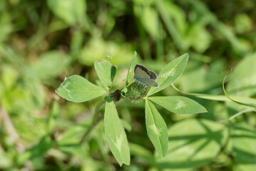 Fototapeta premium Short-tailed blue (Cupido argiades) butterfly perched on flower in Zurich, Switzerland